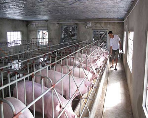 Quạt công nghiệp trong mô hình trang trại chăn nuôi